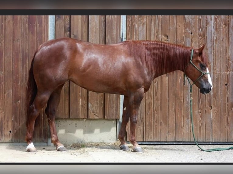 American Quarter Horse Stute 8 Jahre 150 cm Fuchs in Sinzing