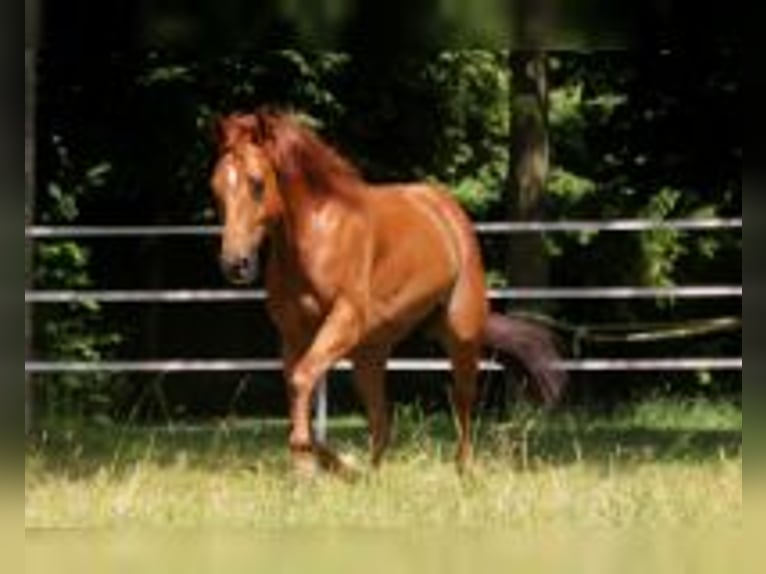 American Quarter Horse Stute 8 Jahre 150 cm Fuchs in Straelen