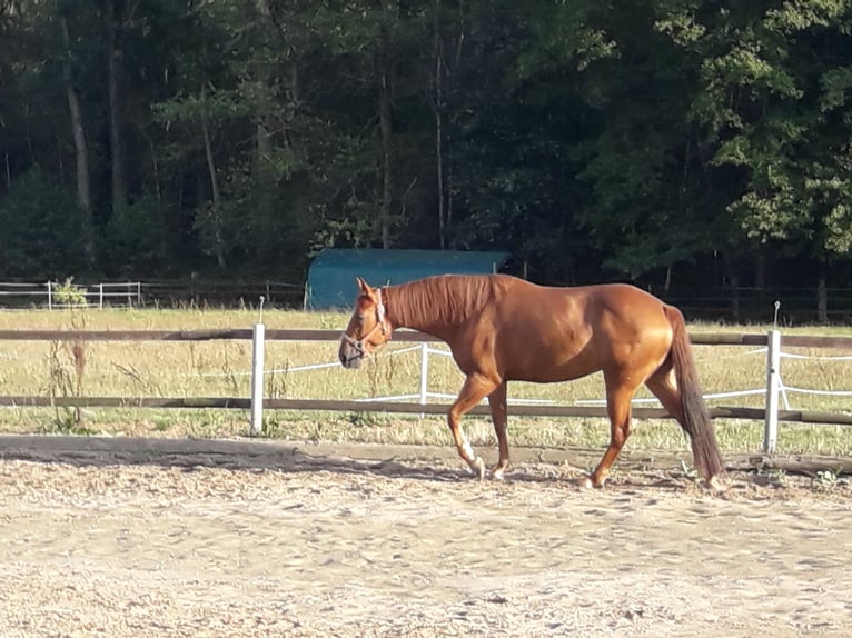American Quarter Horse Stute 8 Jahre 150 cm Fuchs in Straelen