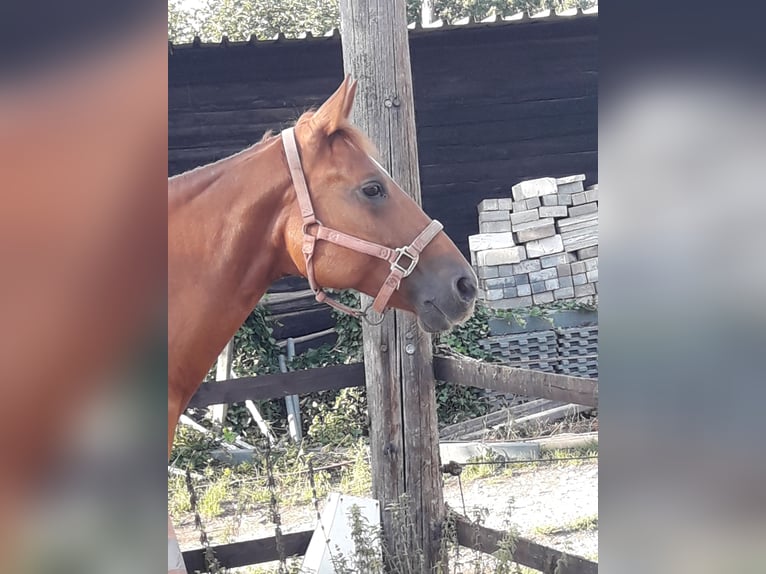 American Quarter Horse Stute 8 Jahre 150 cm Fuchs in Straelen