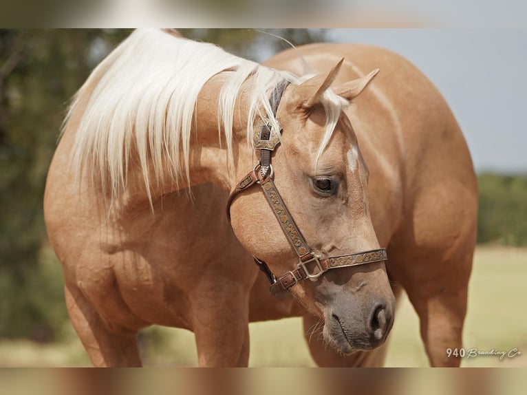 American Quarter Horse Stute 8 Jahre 150 cm Palomino in Addison, TX
