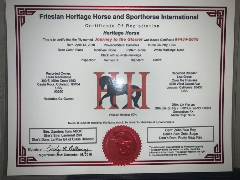 American Quarter Horse Mix Stute 8 Jahre 150 cm Rappe in Cheyenne