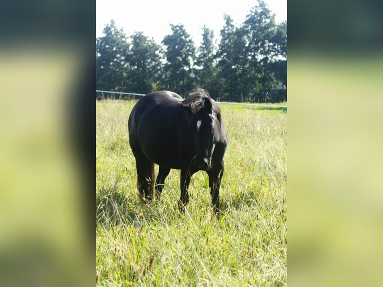 American Quarter Horse Stute 8 Jahre 150 cm Rappe in Warburg