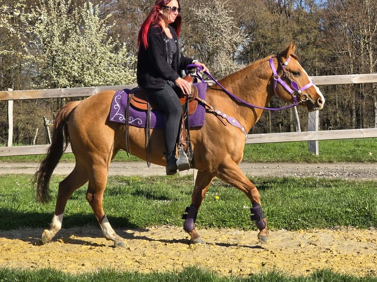 American Quarter Horse Stute 8 Jahre 150 cm Red Dun in Linkenbach