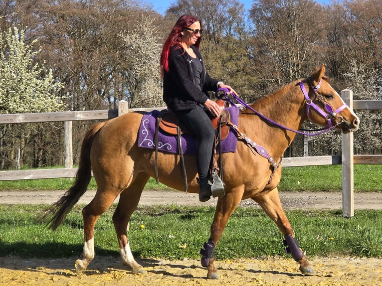 American Quarter Horse Stute 8 Jahre 150 cm Red Dun in Linkenbach