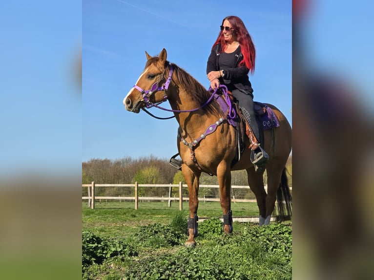 American Quarter Horse Stute 8 Jahre 150 cm Red Dun in Linkenbach