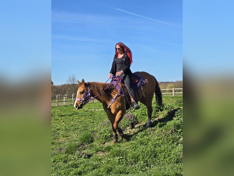 American Quarter Horse Stute 8 Jahre 150 cm Red Dun in Linkenbach