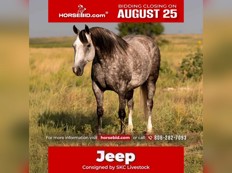 American Quarter Horse Stute 8 Jahre 150 cm Schimmel in Canyon, TX