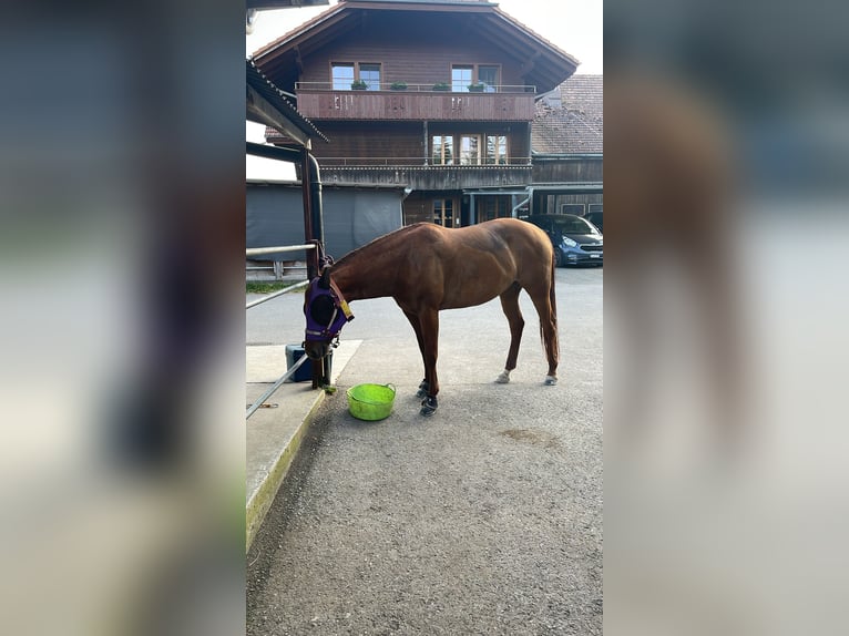 American Quarter Horse Stute 8 Jahre 151 cm Fuchs in Heimenschwand