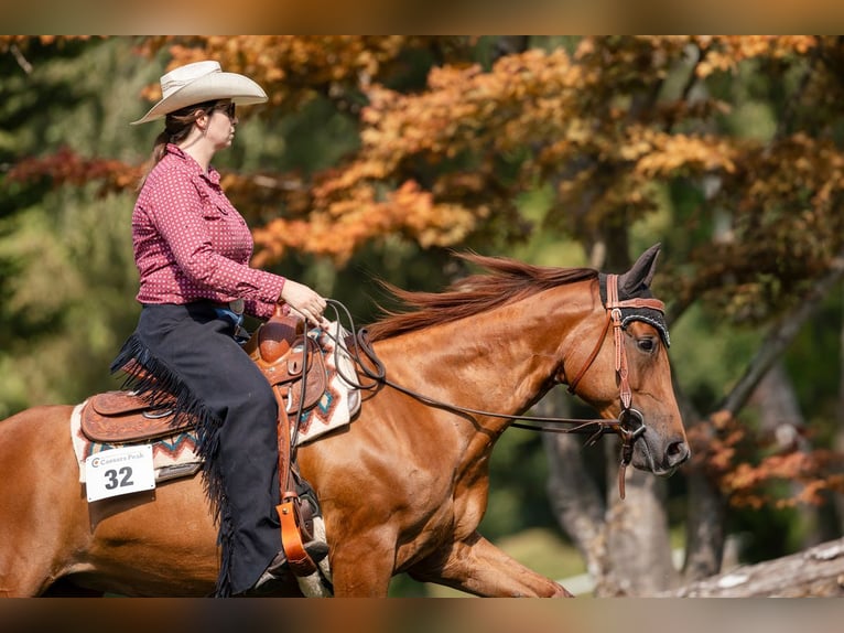 American Quarter Horse Stute 8 Jahre 151 cm Fuchs in Heimenschwand