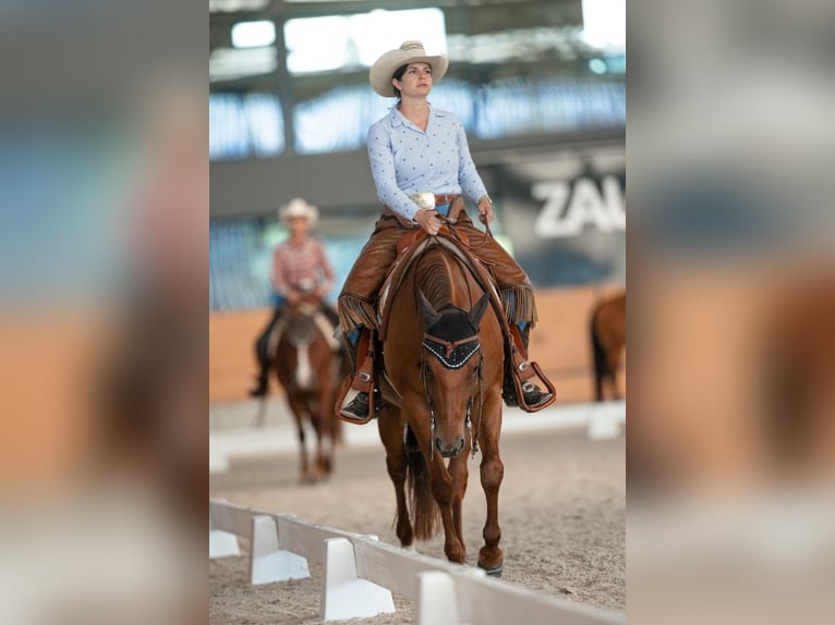 American Quarter Horse Stute 8 Jahre 151 cm Fuchs in Heimenschwand