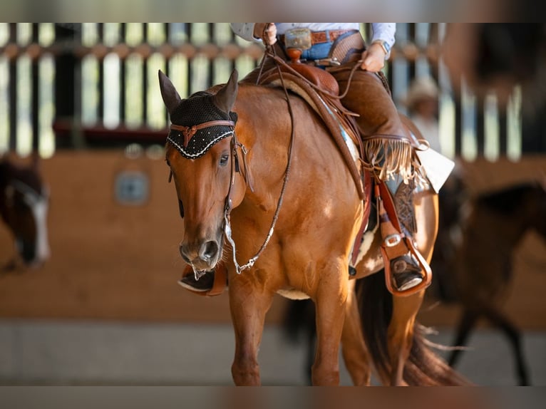 American Quarter Horse Stute 8 Jahre 151 cm Fuchs in Heimenschwand