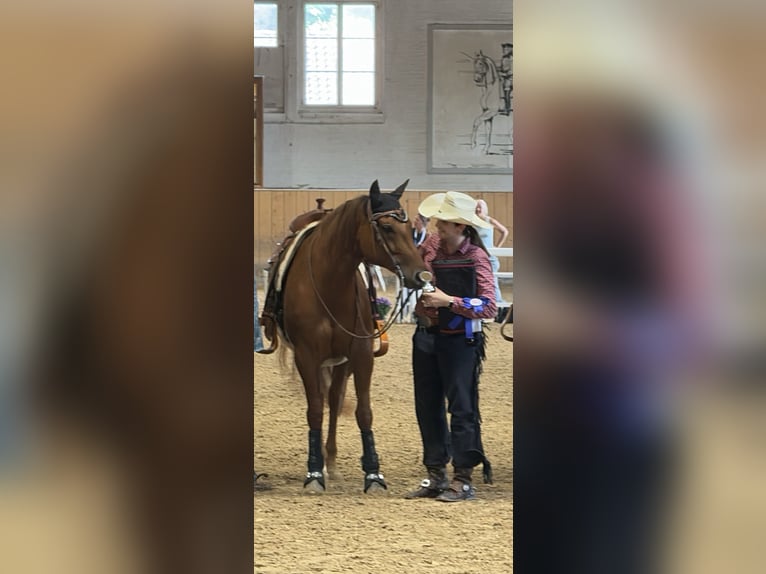 American Quarter Horse Stute 8 Jahre 151 cm Fuchs in Heimenschwand
