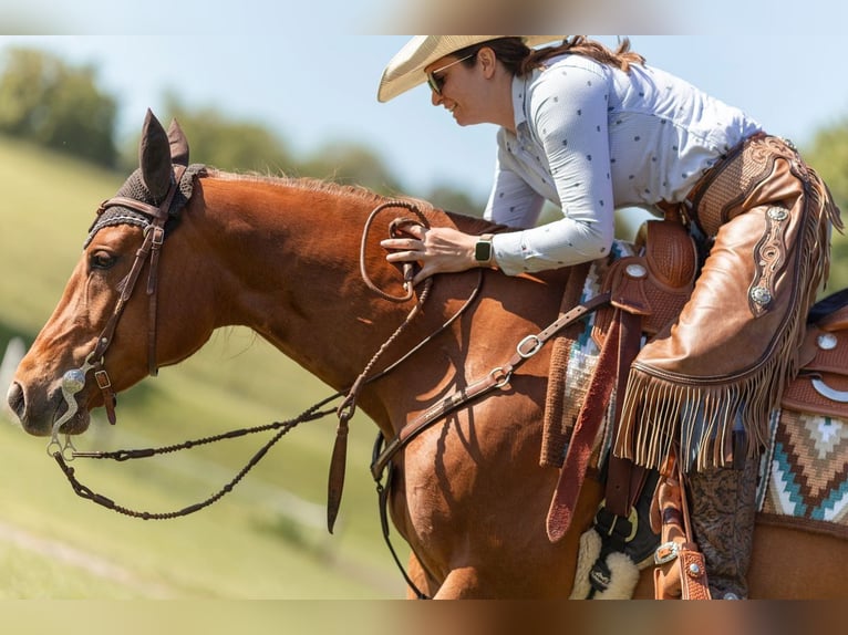American Quarter Horse Stute 8 Jahre 151 cm Fuchs in Heimenschwand