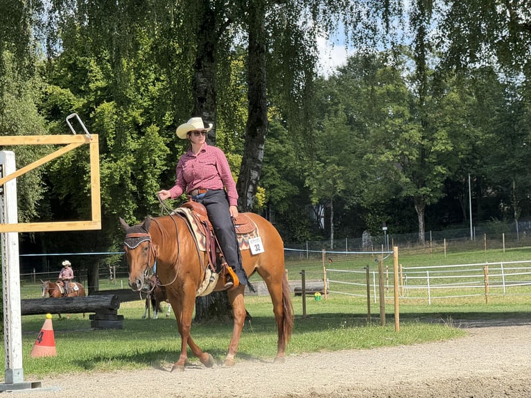 American Quarter Horse Stute 8 Jahre 151 cm Fuchs in Heimenschwand