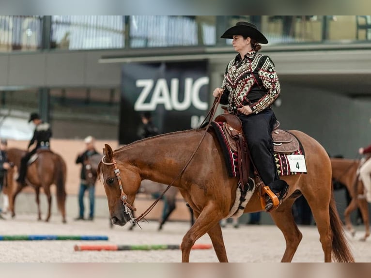 American Quarter Horse Stute 8 Jahre 151 cm Fuchs in Heimenschwand