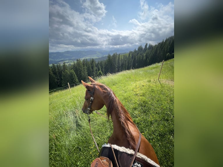 American Quarter Horse Stute 8 Jahre 151 cm Fuchs in Heimenschwand