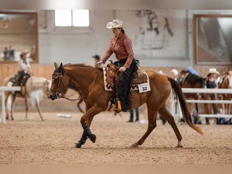 American Quarter Horse Stute 8 Jahre 151 cm Fuchs in Heimenschwand