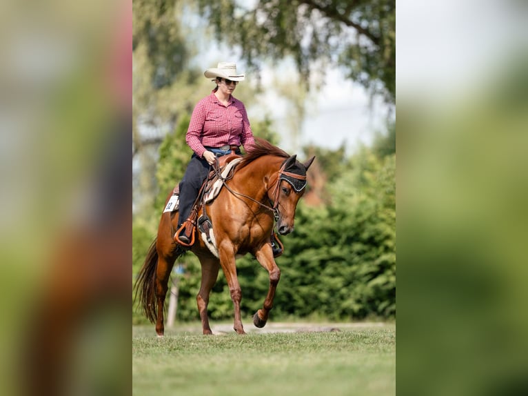 American Quarter Horse Stute 8 Jahre 151 cm Fuchs in Heimenschwand
