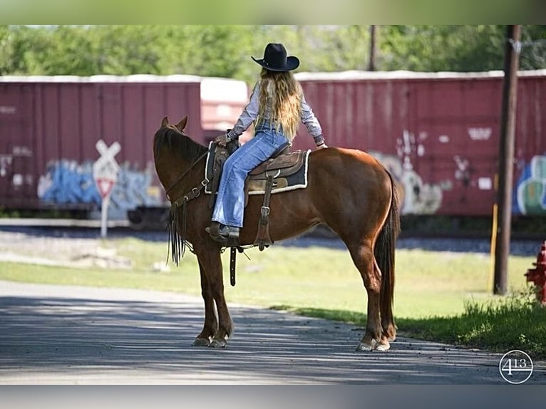 American Quarter Horse Stute 8 Jahre 152 cm Dunkelfuchs in Weatherford, TX