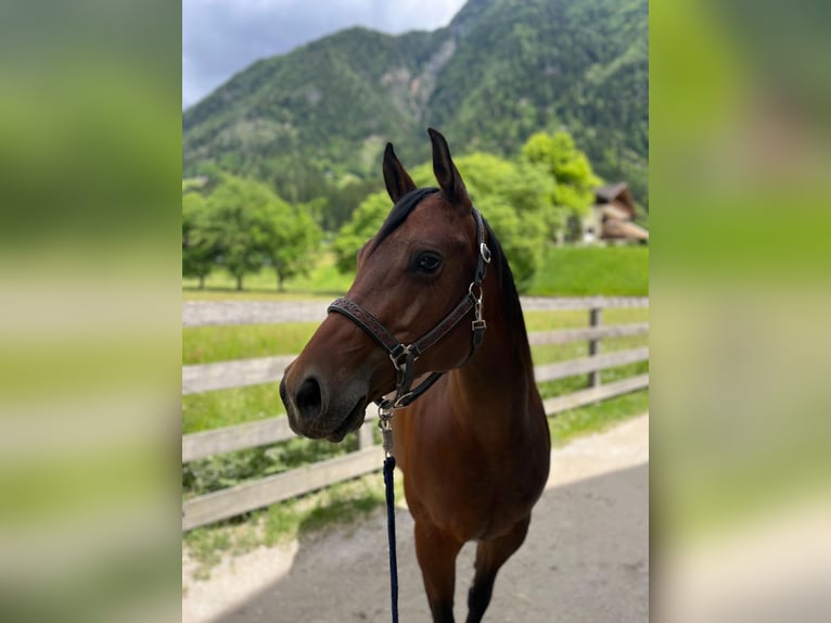American Quarter Horse Stute 8 Jahre 152 cm  in St.Leonhard in Passeier