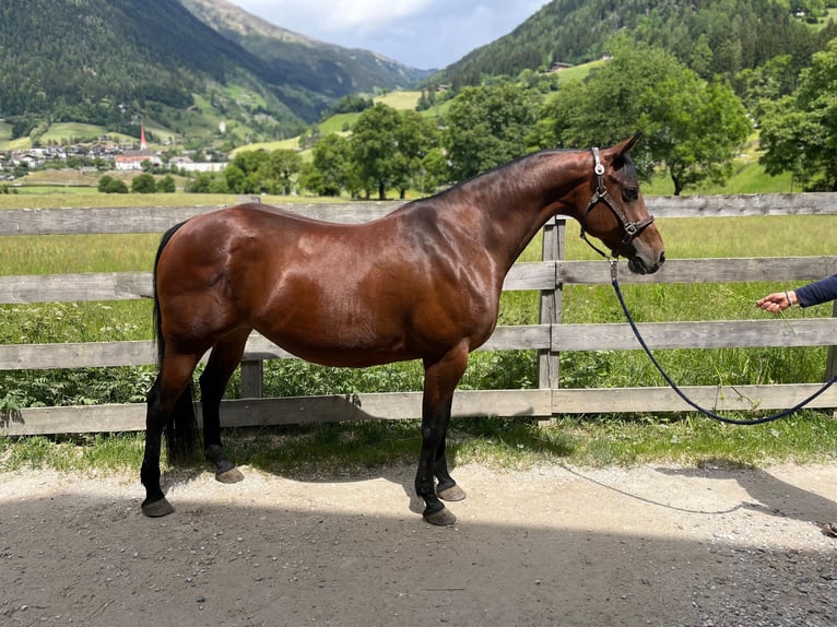 American Quarter Horse Stute 8 Jahre 152 cm  in St.Leonhard in Passeier