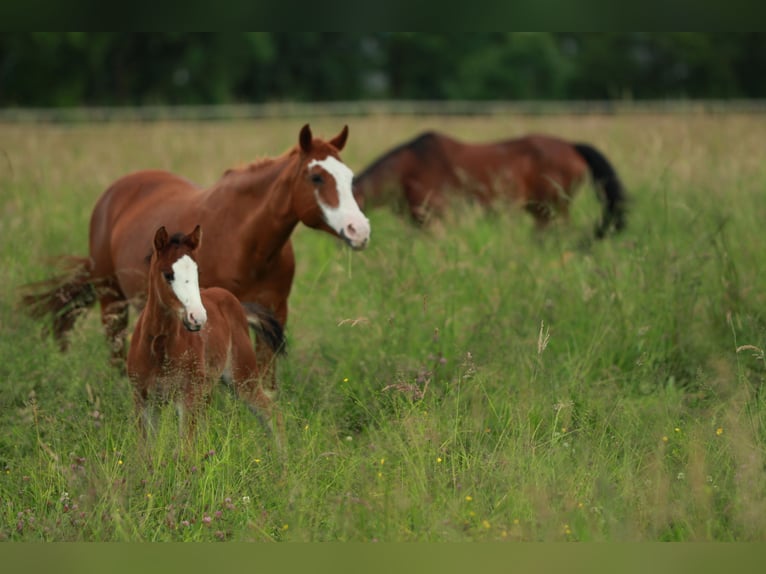 American Quarter Horse Stute 8 Jahre 152 cm Fuchs in Waldshut-Tiengen