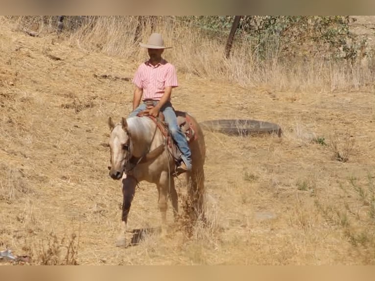 American Quarter Horse Stute 8 Jahre 152 cm Palomino in Tres Pinos
