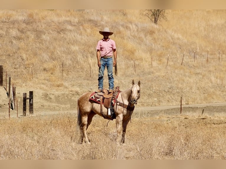American Quarter Horse Stute 8 Jahre 152 cm Palomino in Tres Pinos