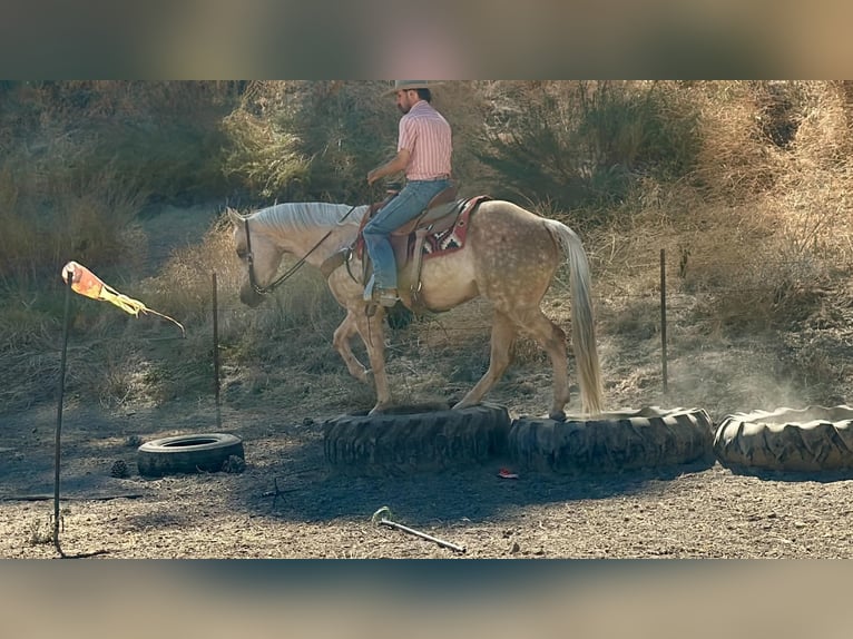 American Quarter Horse Stute 8 Jahre 152 cm Palomino in Tres Pinos