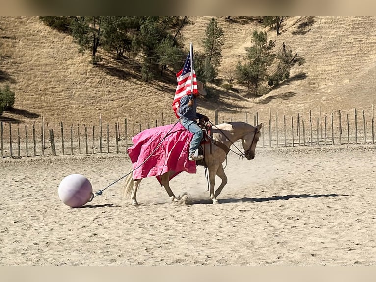 American Quarter Horse Stute 8 Jahre 152 cm Palomino in Tres Pinos
