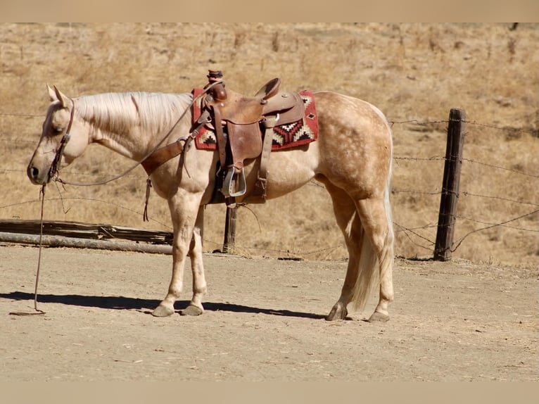 American Quarter Horse Stute 8 Jahre 152 cm Palomino in Tres Pinos