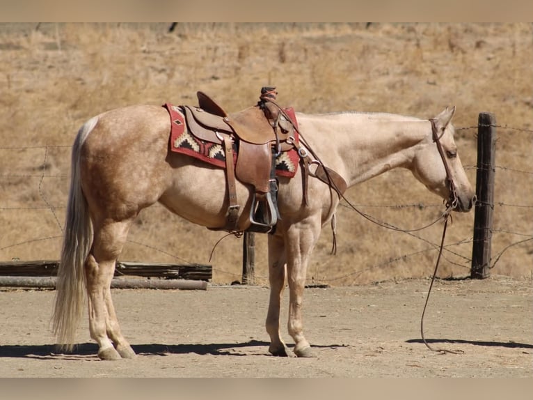 American Quarter Horse Stute 8 Jahre 152 cm Palomino in Tres Pinos