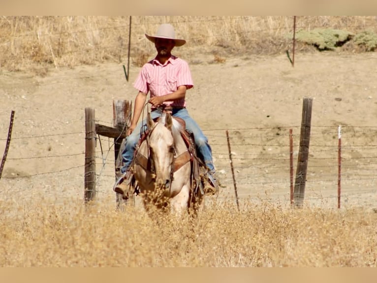 American Quarter Horse Stute 8 Jahre 152 cm Palomino in Tres Pinos