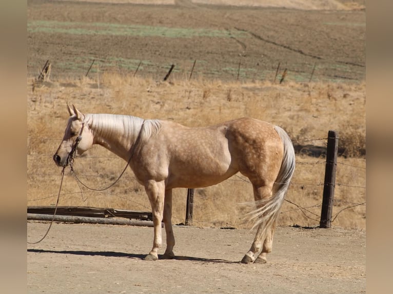 American Quarter Horse Stute 8 Jahre 152 cm Palomino in Tres Pinos