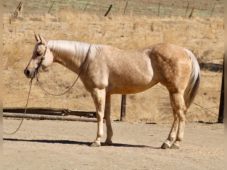 American Quarter Horse Stute 8 Jahre 152 cm Palomino in Tres Pinos