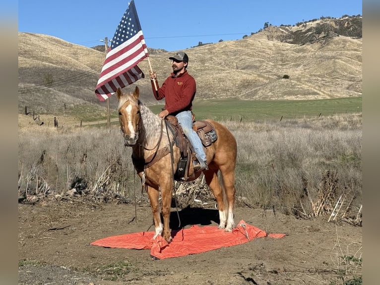 American Quarter Horse Stute 8 Jahre 152 cm Palomino in PAICINES, CA