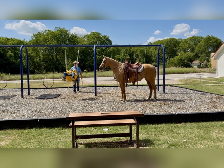 American Quarter Horse Stute 8 Jahre 152 cm Palomino in Kaufman