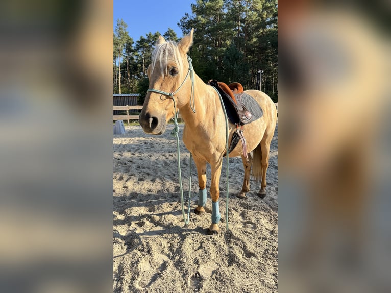 American Quarter Horse Mix Stute 8 Jahre 152 cm Palomino in Spreenhagen
