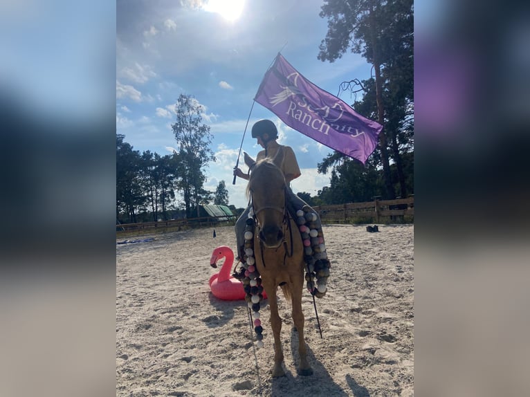 American Quarter Horse Mix Stute 8 Jahre 152 cm Palomino in Spreenhagen