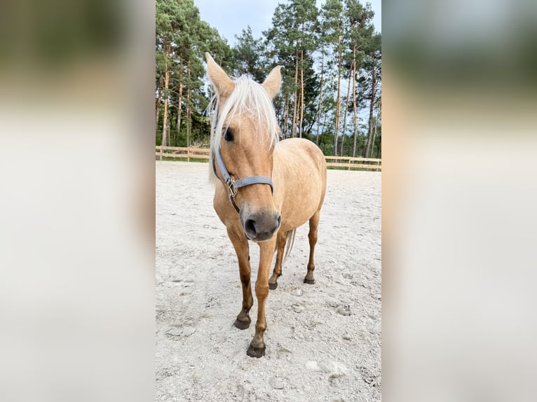 American Quarter Horse Mix Stute 8 Jahre 152 cm Palomino in Spreenhagen