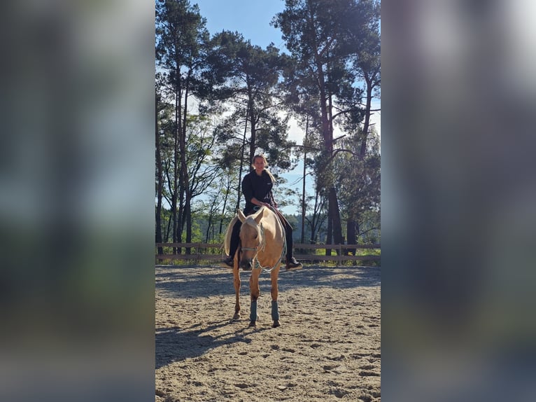 American Quarter Horse Mix Stute 8 Jahre 152 cm Palomino in Spreenhagen