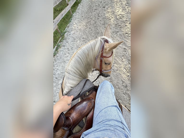 American Quarter Horse Mix Stute 8 Jahre 152 cm Palomino in Spreenhagen