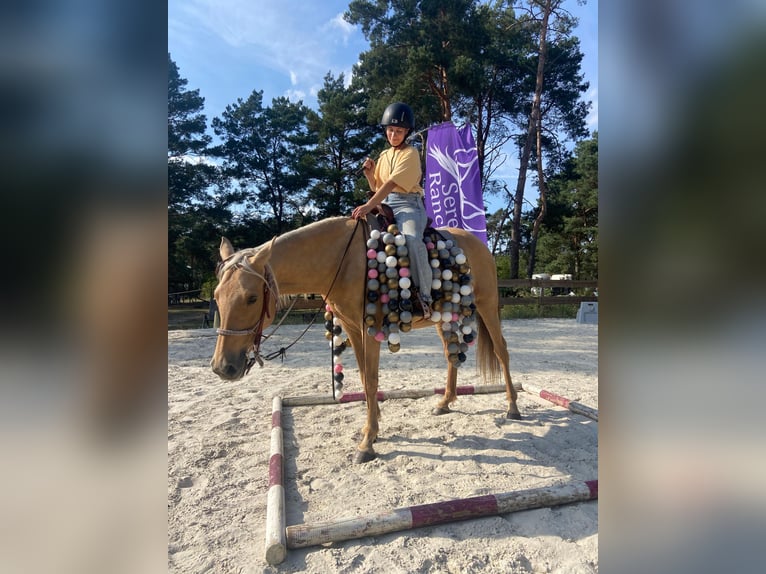 American Quarter Horse Mix Stute 8 Jahre 152 cm Palomino in Spreenhagen