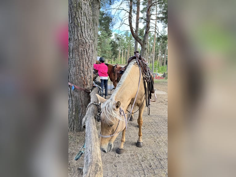 American Quarter Horse Mix Stute 8 Jahre 152 cm Palomino in Spreenhagen