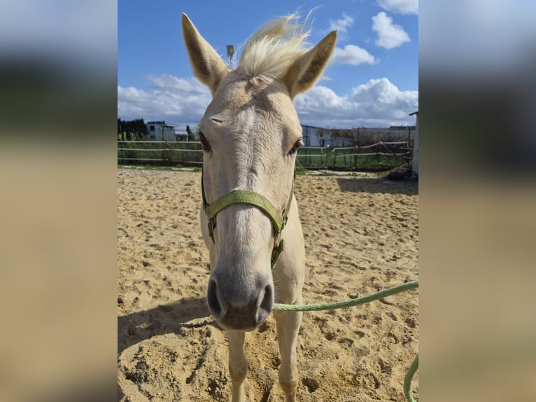 American Quarter Horse Stute 8 Jahre 152 cm Palomino in Vöhringen