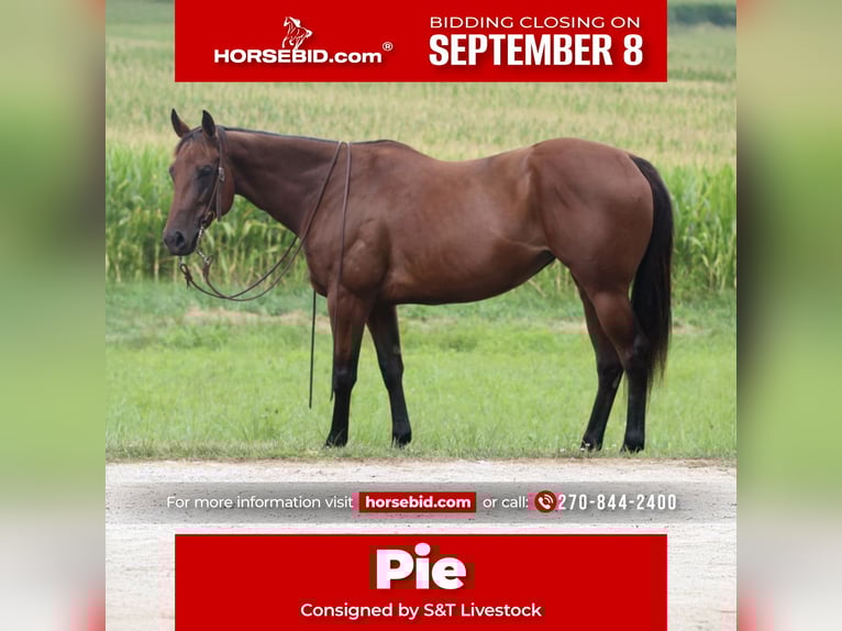 American Quarter Horse Stute 8 Jahre 152 cm in Henderson
