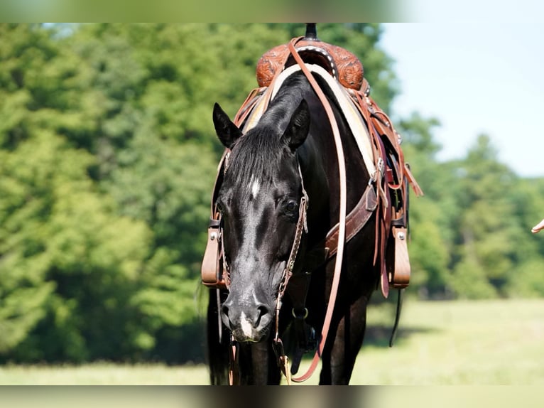 American Quarter Horse Stute 8 Jahre 152 cm Rappe in Clarion