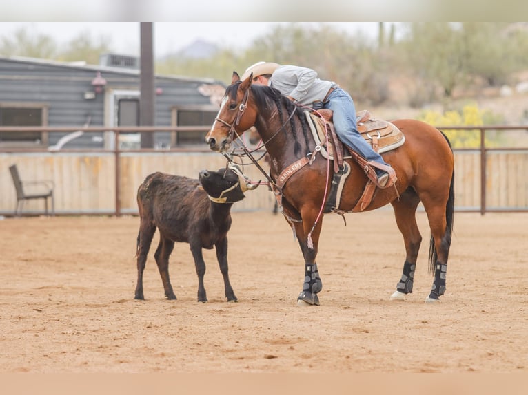 American Quarter Horse Stute 8 Jahre 152 cm Rotbrauner in Wickenburg