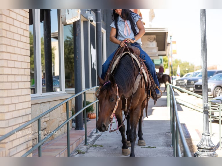 American Quarter Horse Stute 8 Jahre 152 cm Rotbrauner in Lampasas